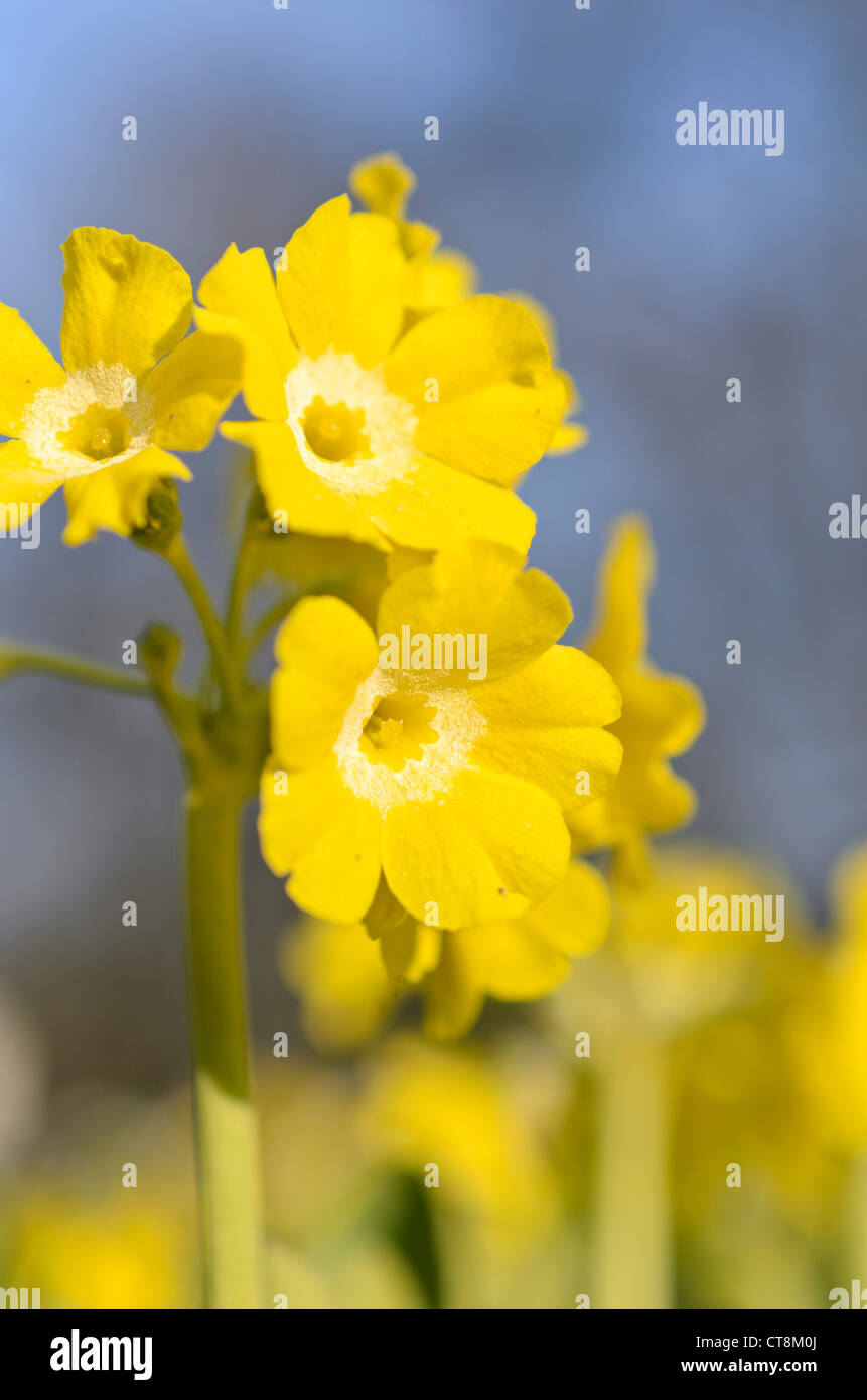 Auricula (Primula auricula) Stock Photo