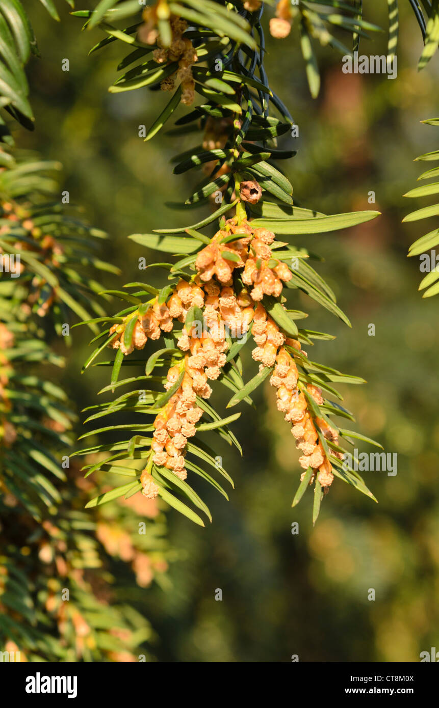 Common yew (Taxus baccata) with male flowers Stock Photo