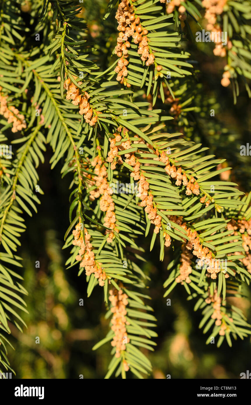 Common yew (Taxus baccata) with male flowers Stock Photo