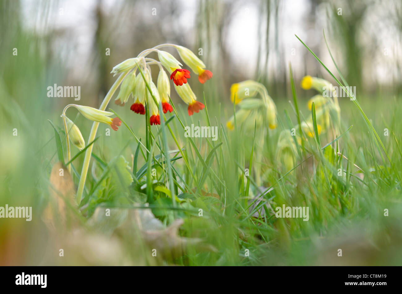 Cowslip (Primula veris) Stock Photo