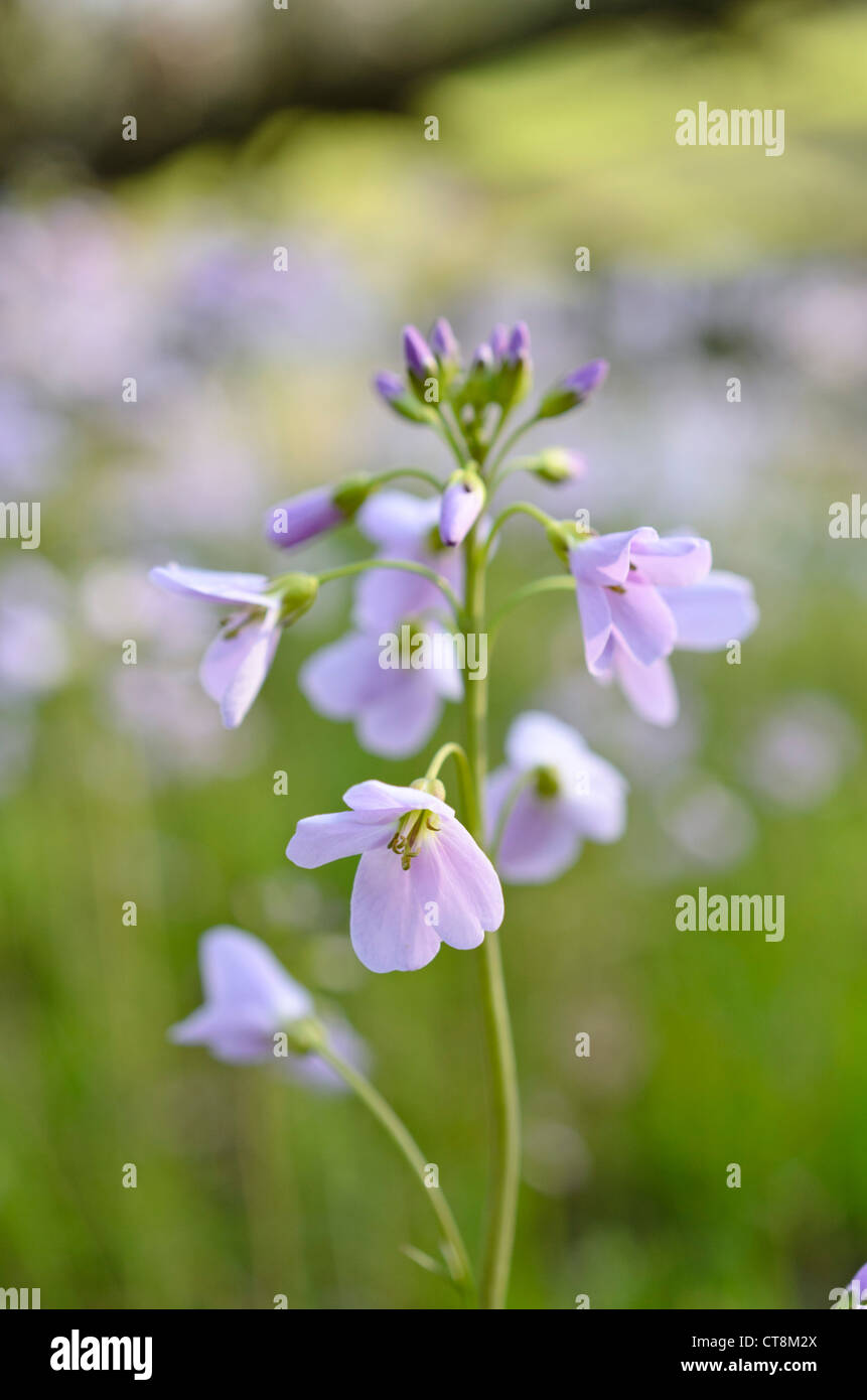 Cuckoo flower (Cardamine pratensis Stock Photo - Alamy