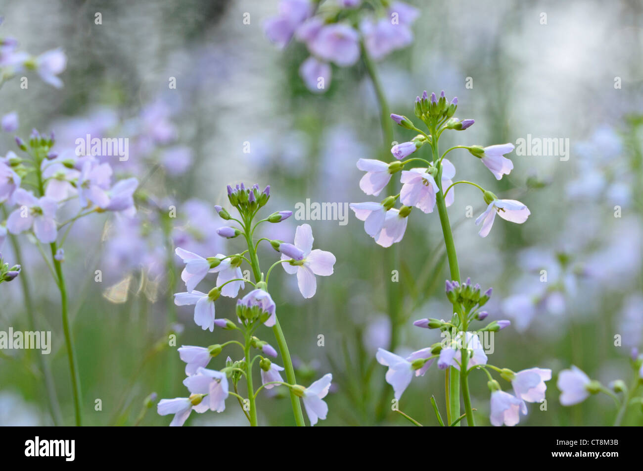 Cuckoo flower (Cardamine pratensis Stock Photo - Alamy