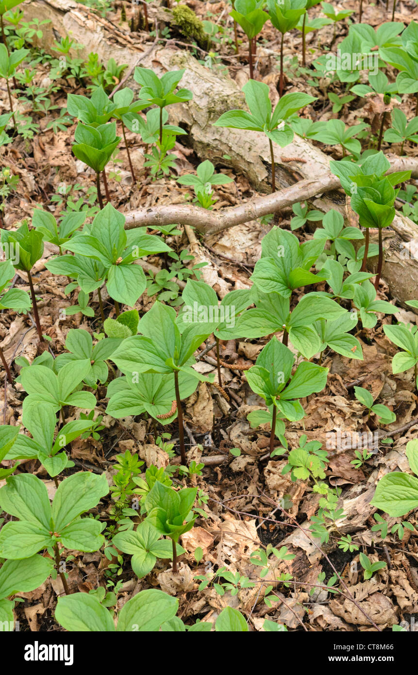 Herb paris (Paris quadrifolia) Stock Photo