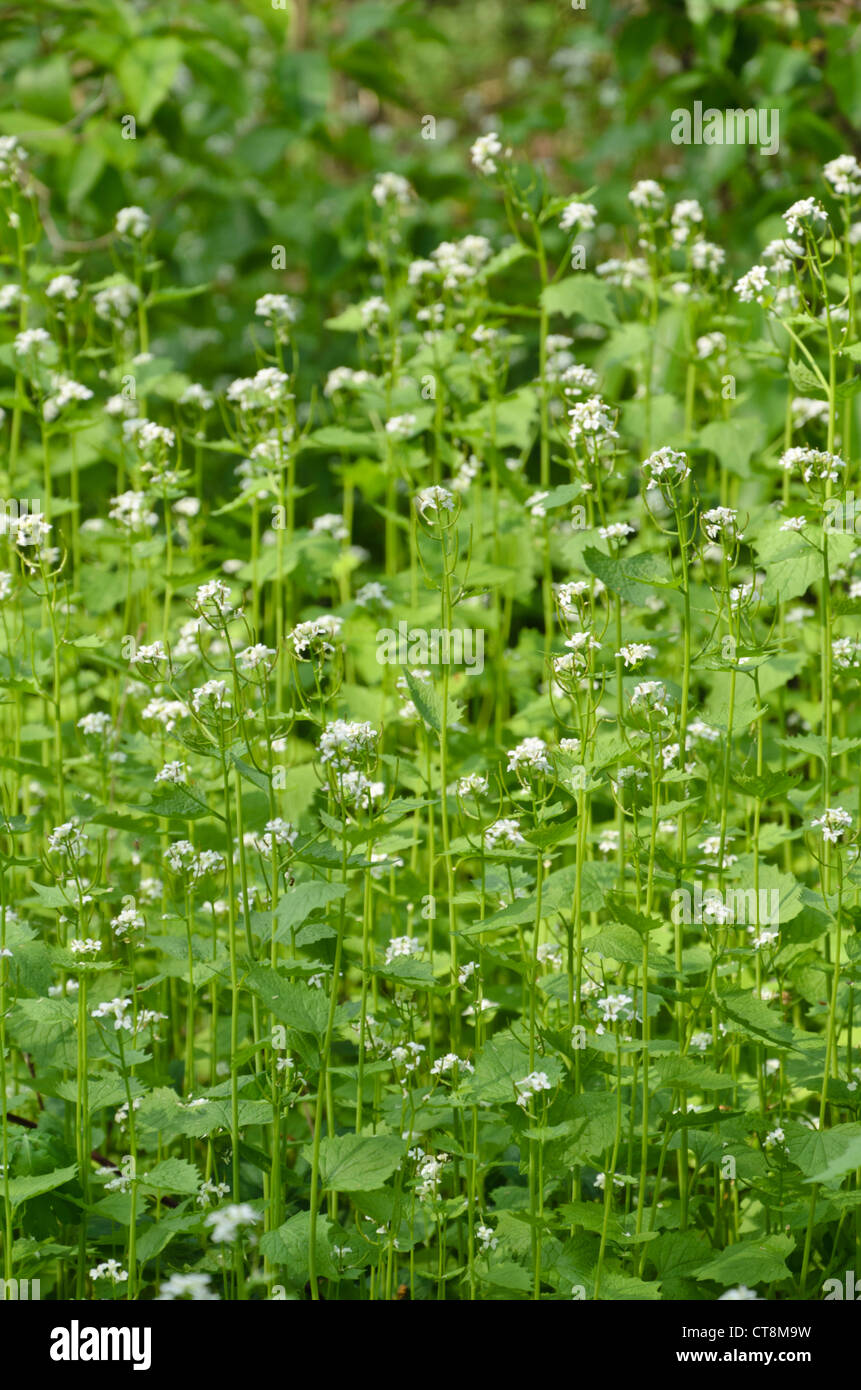 Garlic mustard (Alliaria petiolata) Stock Photo