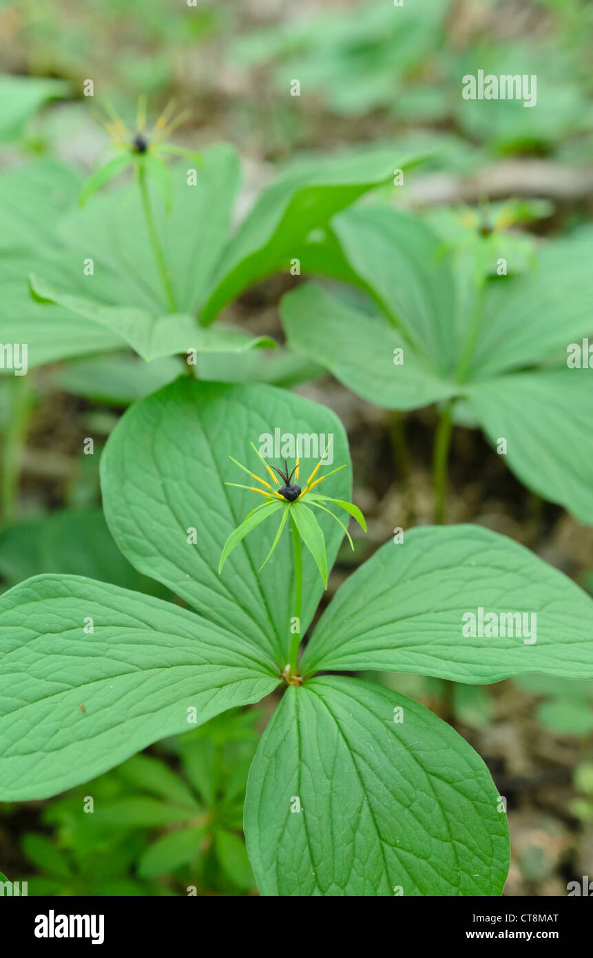Herb paris (Paris quadrifolia) Stock Photo