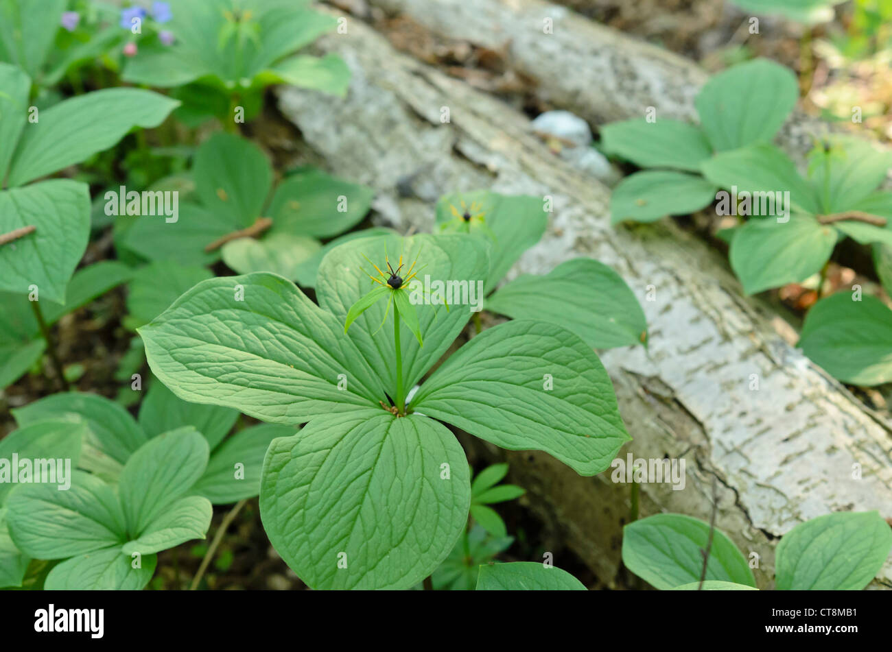 Herb paris (Paris quadrifolia) Stock Photo