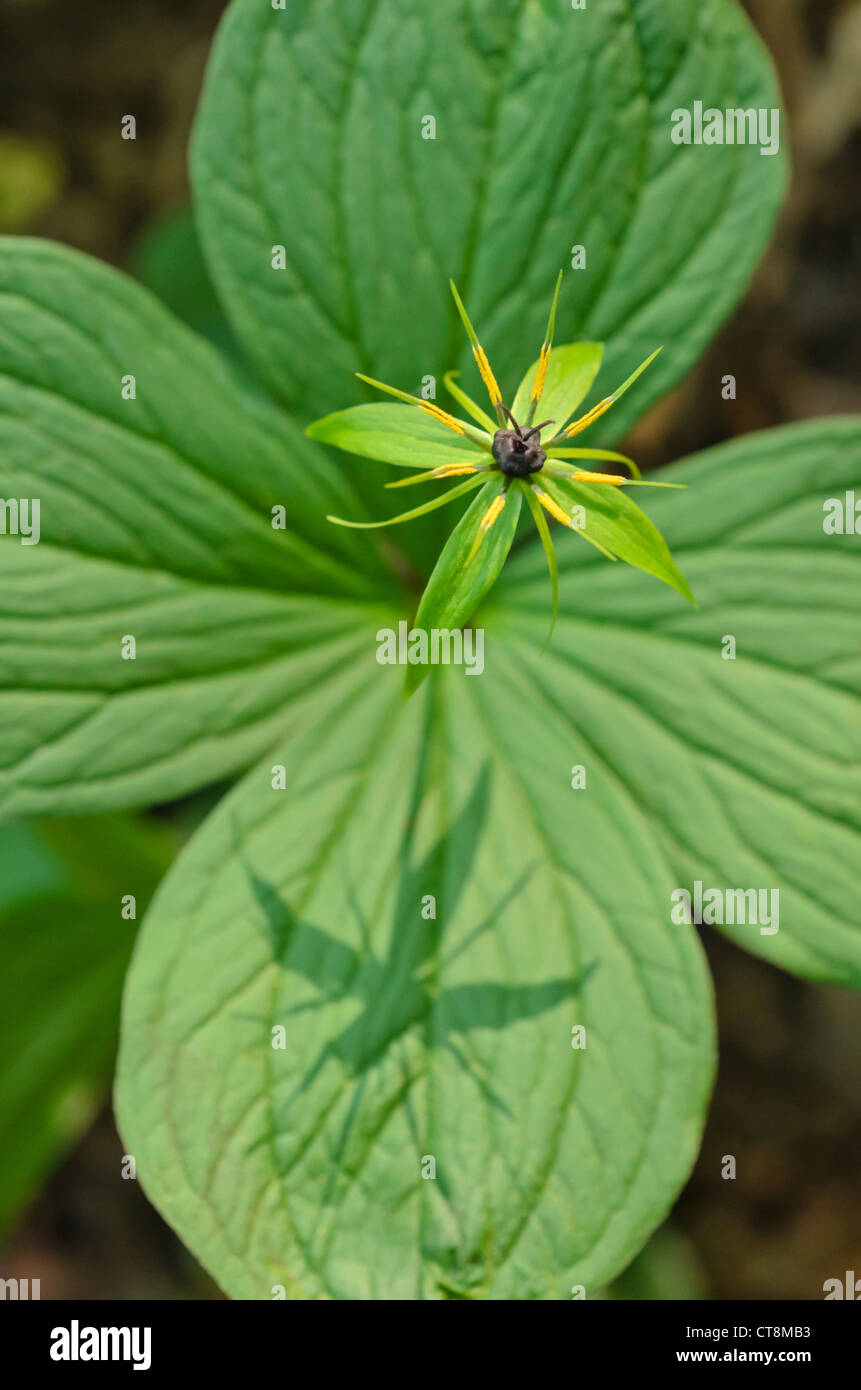 Herb paris (Paris quadrifolia) Stock Photo