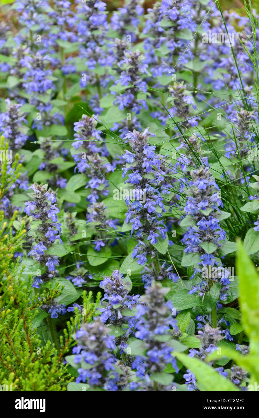 Blue bugle (Ajuga genevensis) Stock Photo