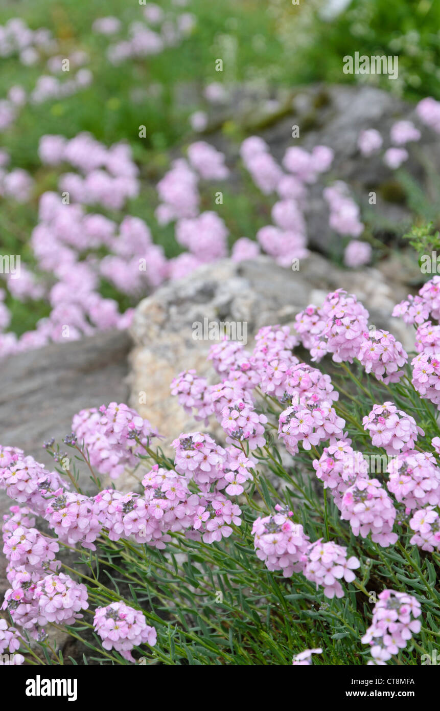 Stone cress (Aethionema cordifolium) Stock Photo