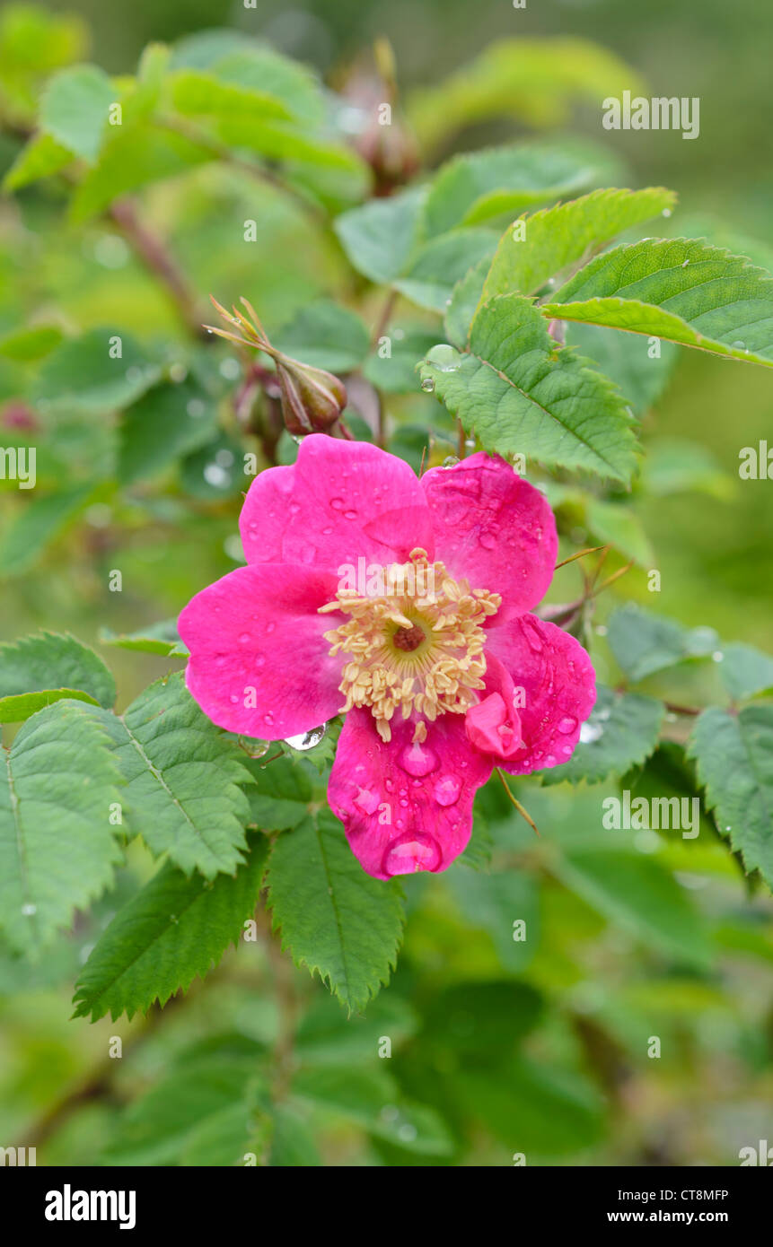 Alpine rose (Rosa pendulina) Stock Photo