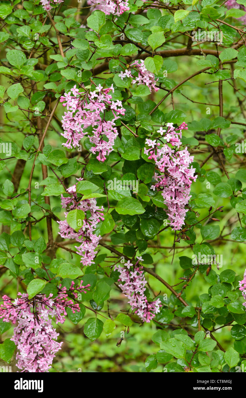 Daphne lilac (Syringa microphylla) Stock Photo