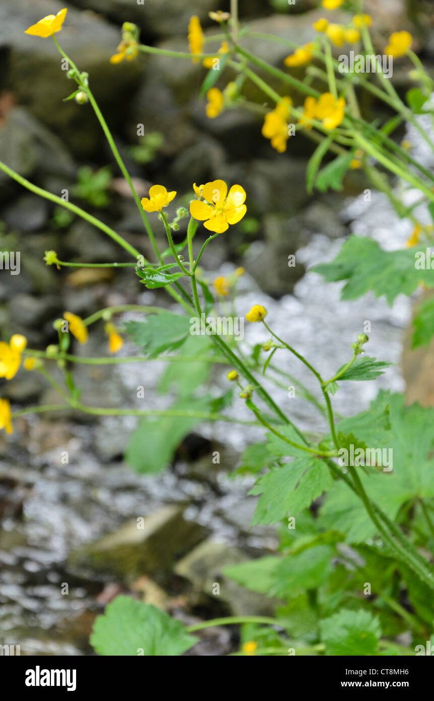 Woolly buttercup (Ranunculus lanuginosus) Stock Photo