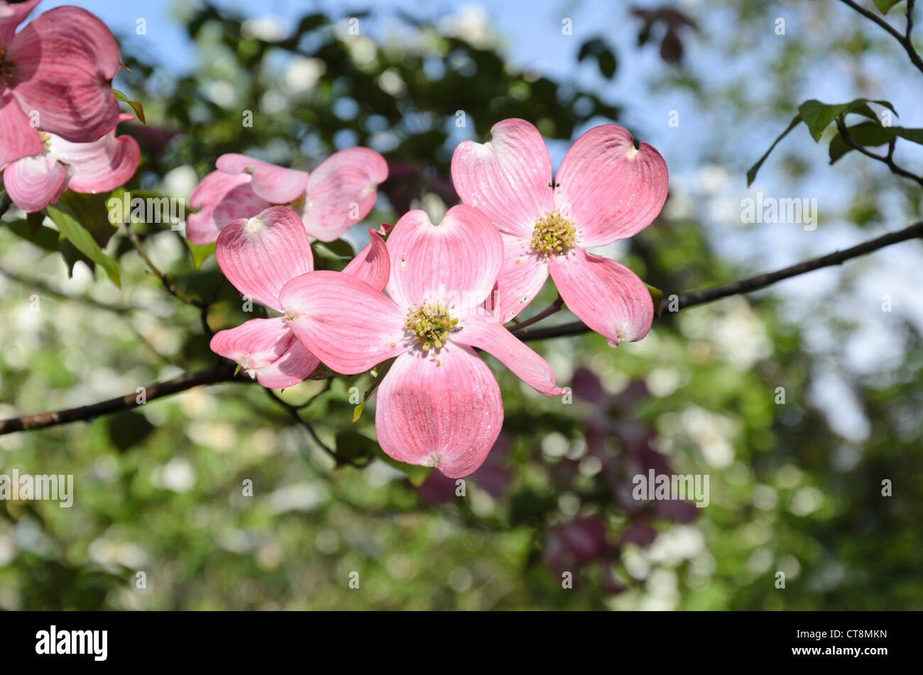 Eastern flowering dogwood (Cornus florida 'Rubra') Stock Photo