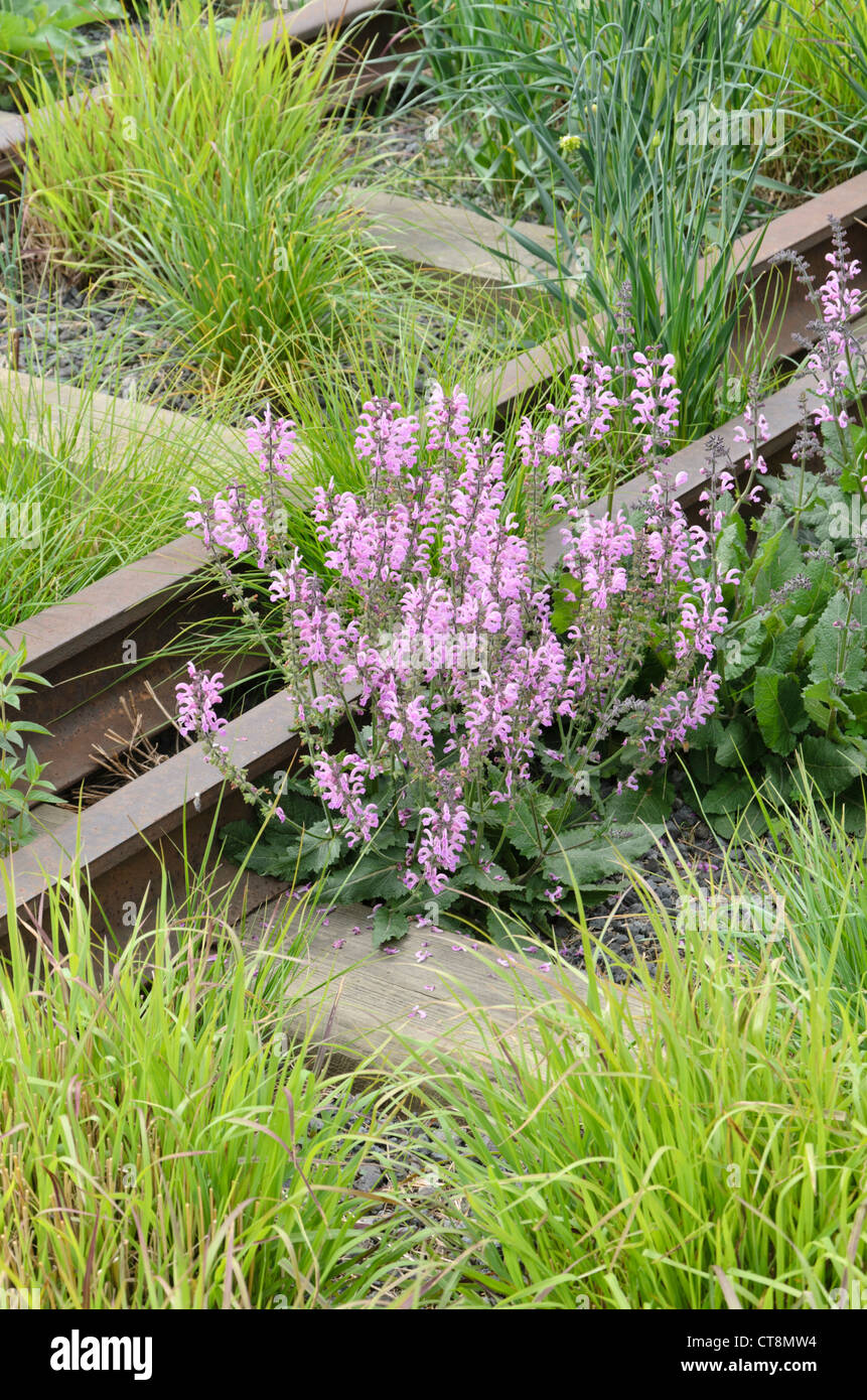 Meadow clary (Salvia pratensis 'Pink Delight') on a shut down elevated railway, High Line, New York, USA Stock Photo