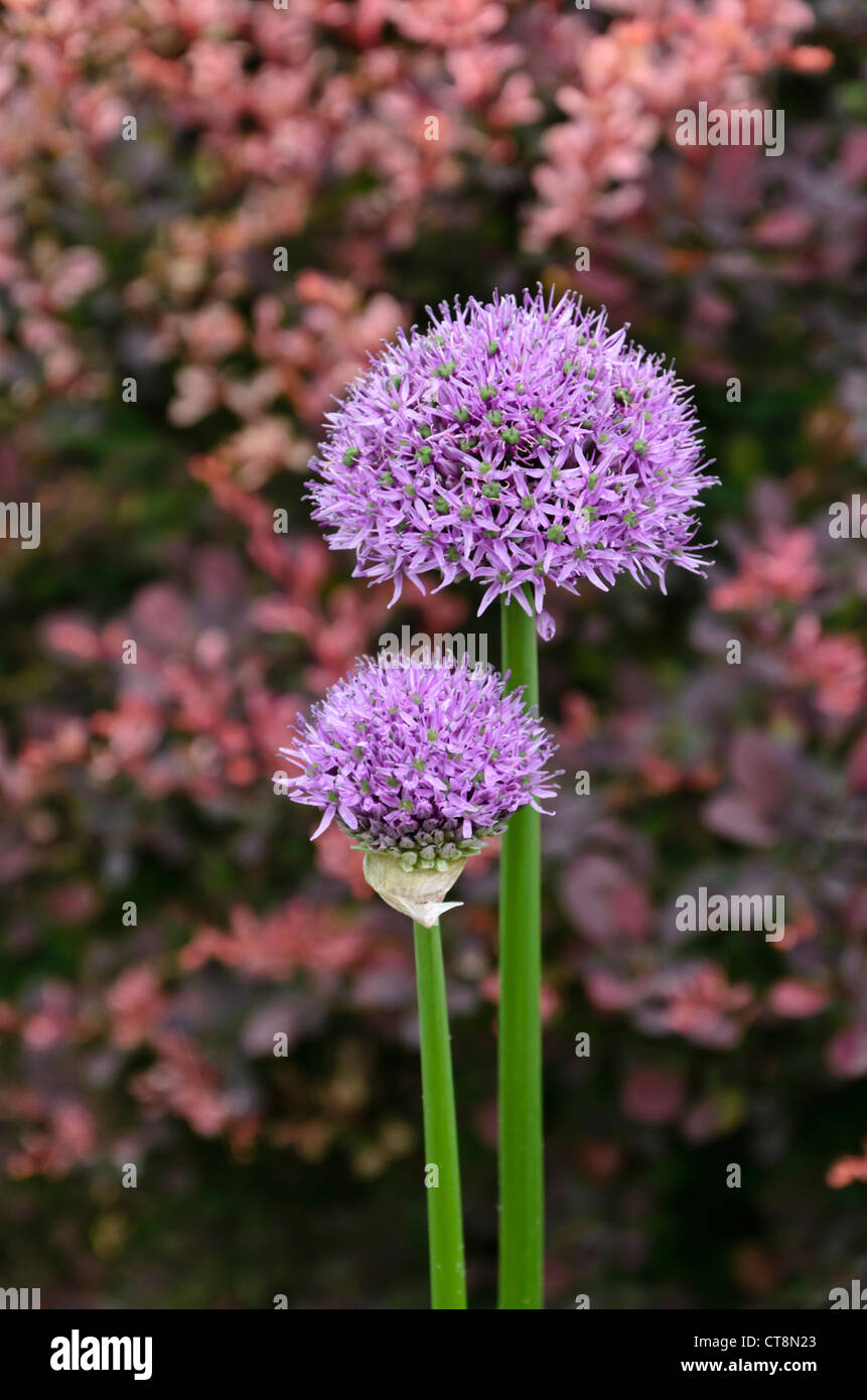 Ornamental onion (Allium Stock Photo Alamy