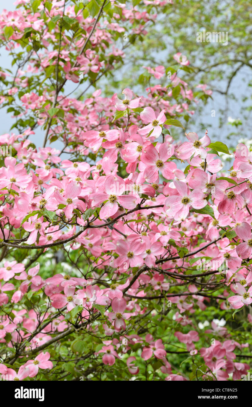 Eastern flowering dogwood (Cornus florida 'Rubra') Stock Photo