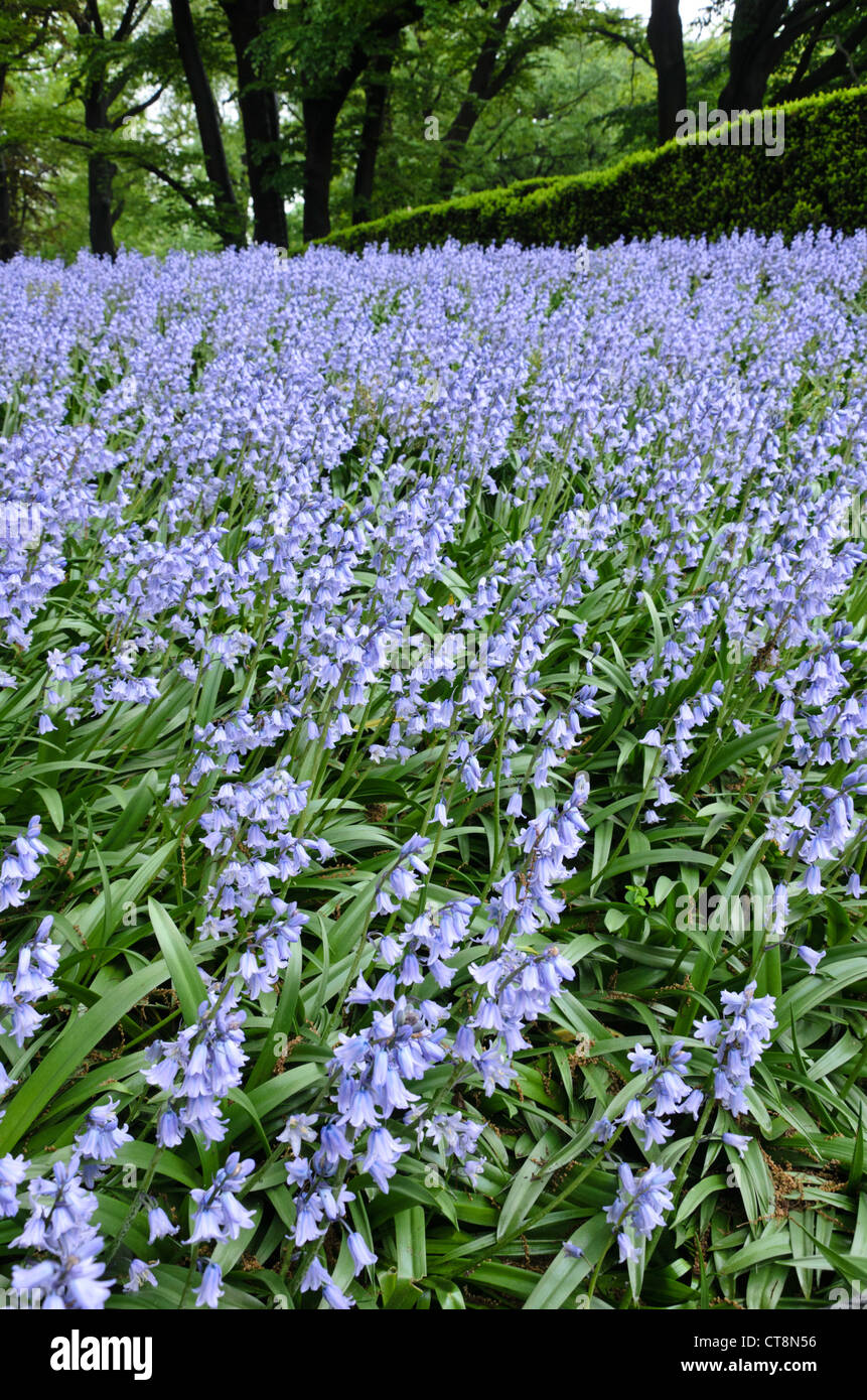 Bluebell (Hyacinthoides non-scripta) Stock Photo
