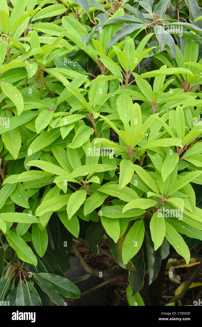 Daphniphyllum himalayense Stock Photo