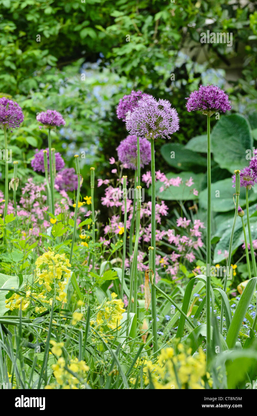 Flowering onion (Allium aflatunense) Stock Photo
