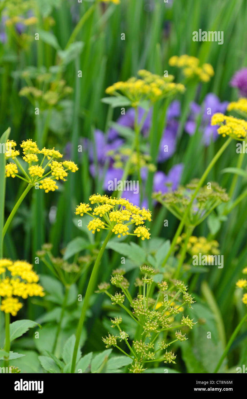 Golden Alexanders (Zizia aurea) Stock Photo