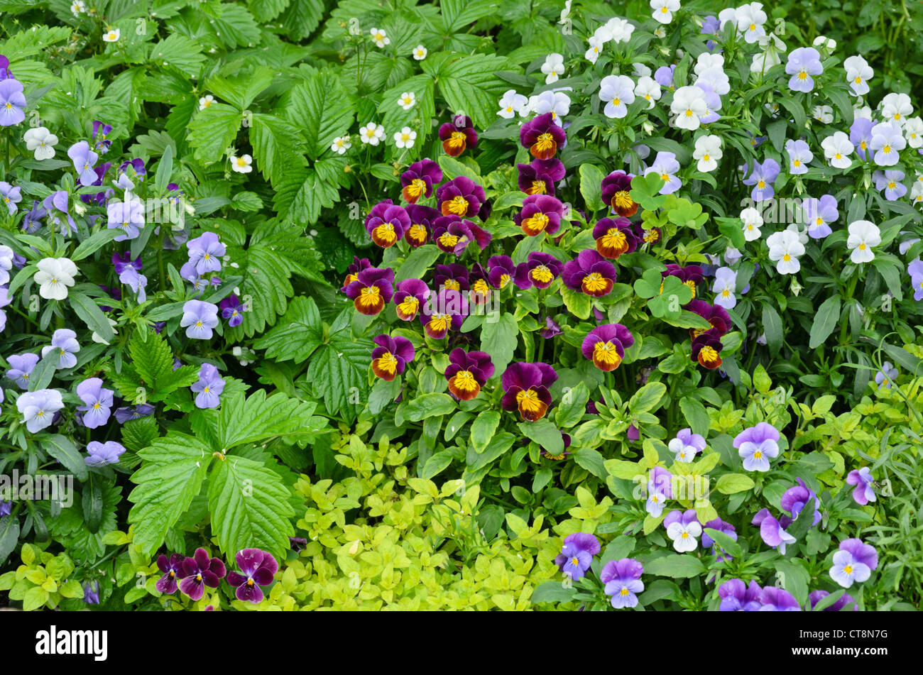 Violets (Viola) Stock Photo
