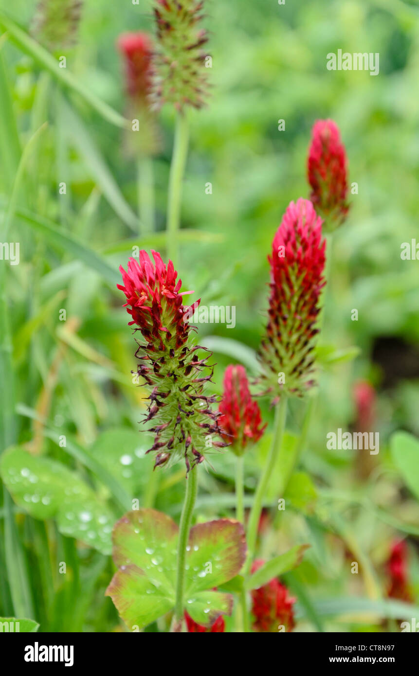 Crimson clover (Trifolium incarnatum) Stock Photo