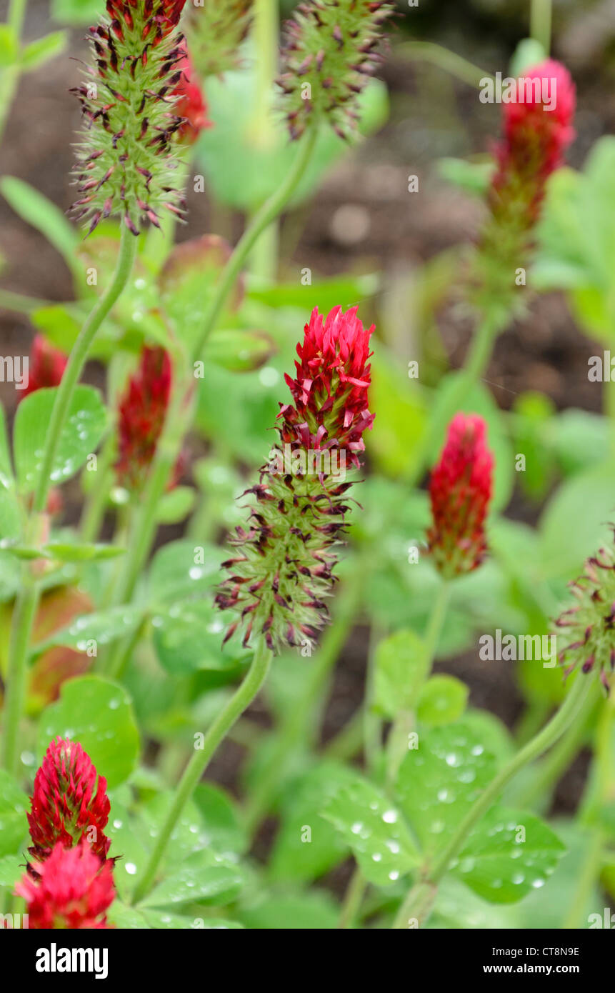 Crimson clover (Trifolium incarnatum) Stock Photo