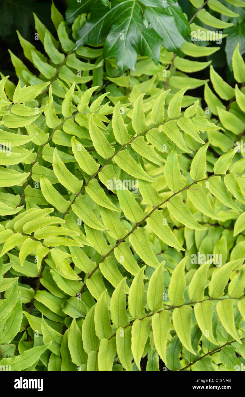 Fortune's holly fern (Cyrtomium fortunei) Stock Photo