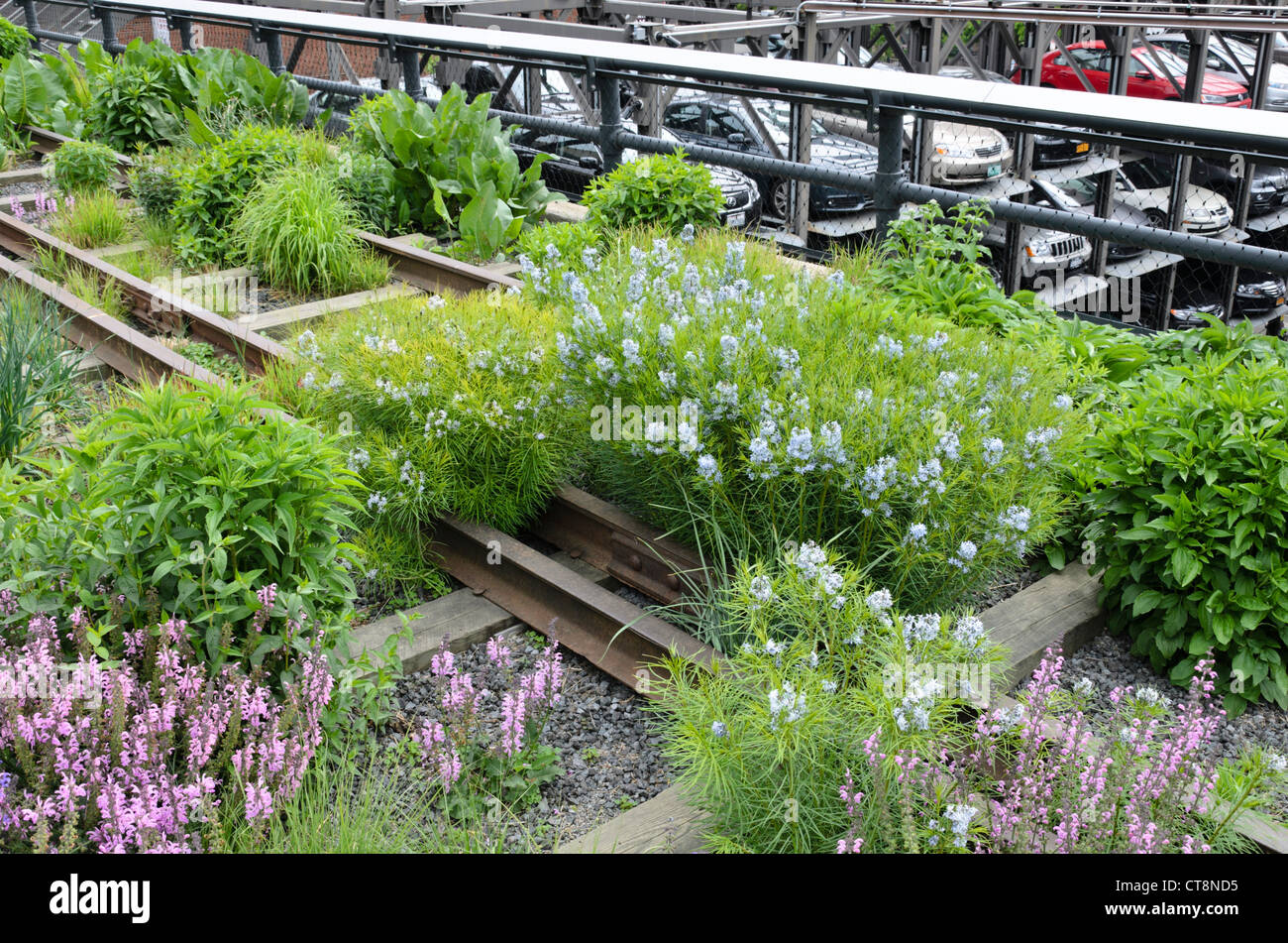 Threadleaf blue star (Amsonia hubrichtii) and meadow clary (Salvia pratensis 'Pink Delight') on a shut down elevated railway, High Line, New York, USA Stock Photo