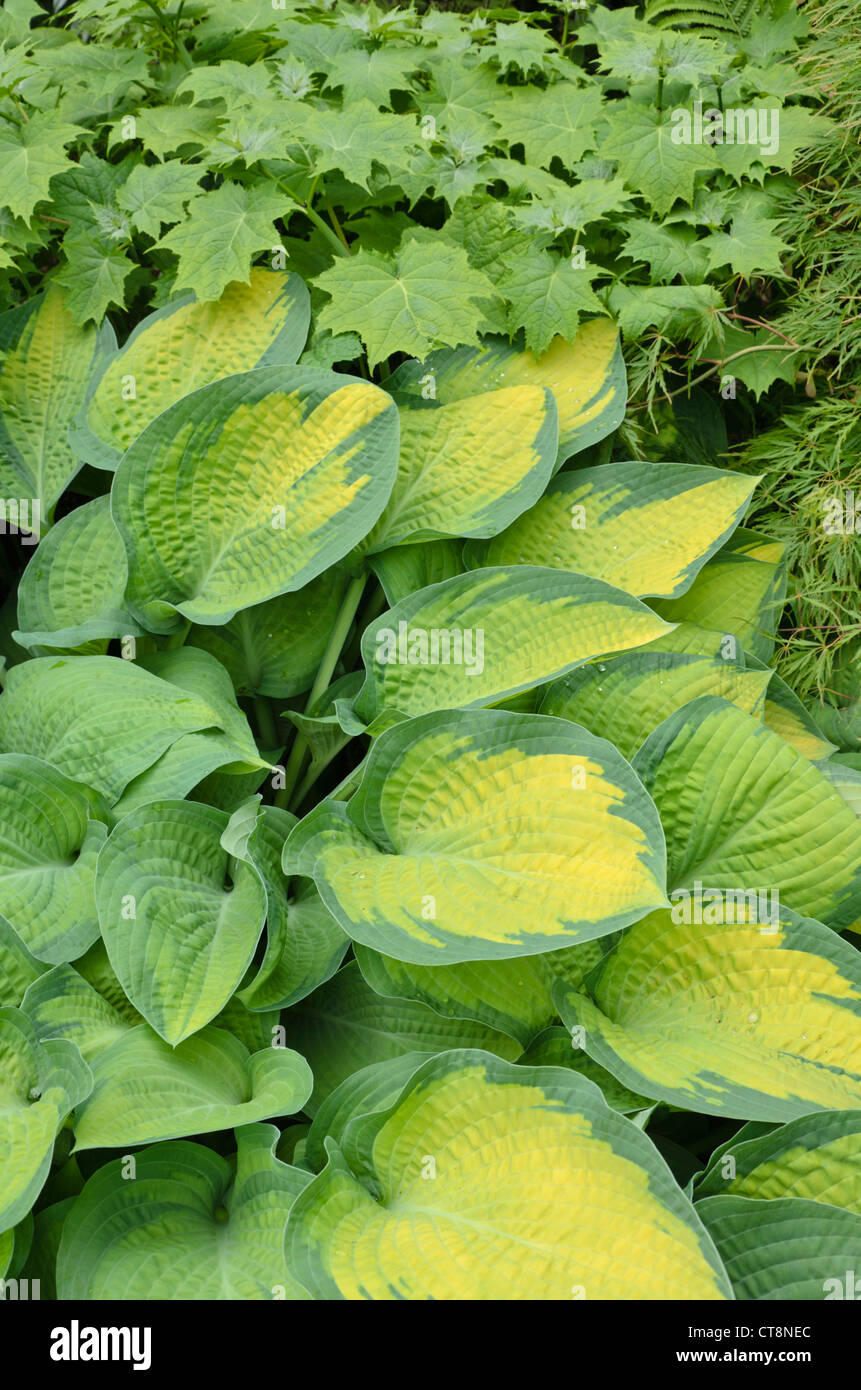 Plantain lily (Hosta) Stock Photo