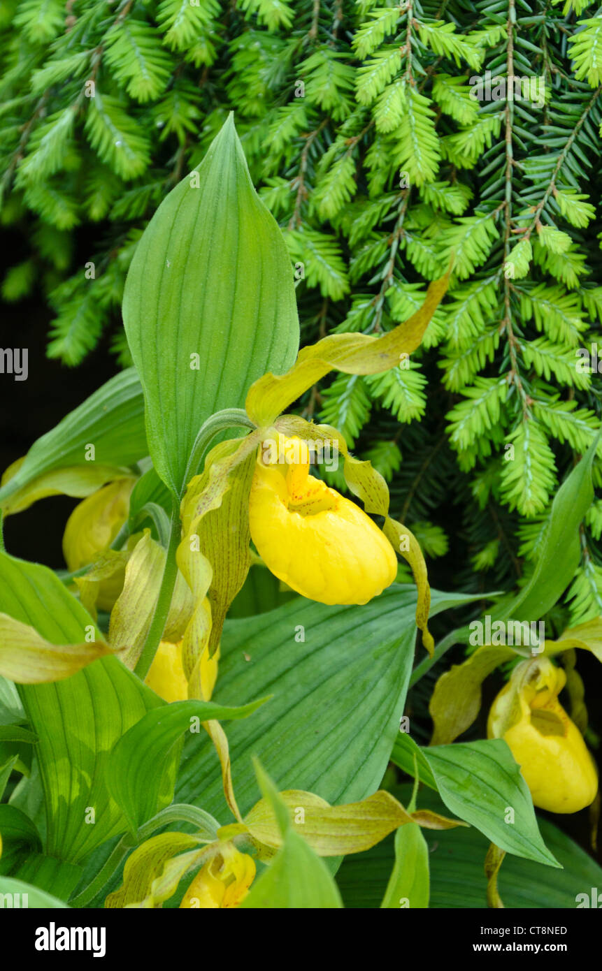 Greater yellow lady's slipper orchid (Cypripedium parviflorum var. pubescens) Stock Photo