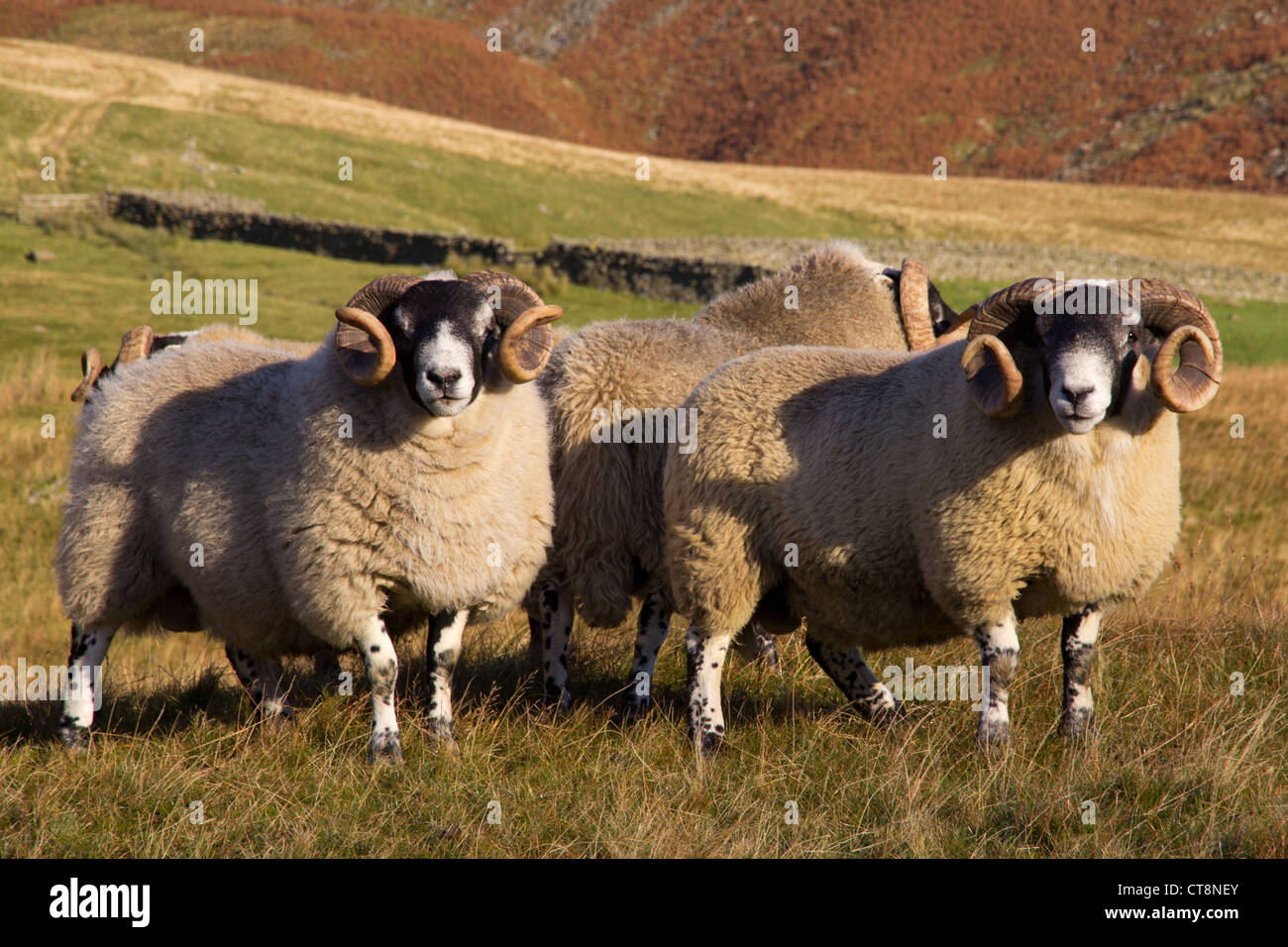 Scottish Blackface Rams with large horns Stock Photo