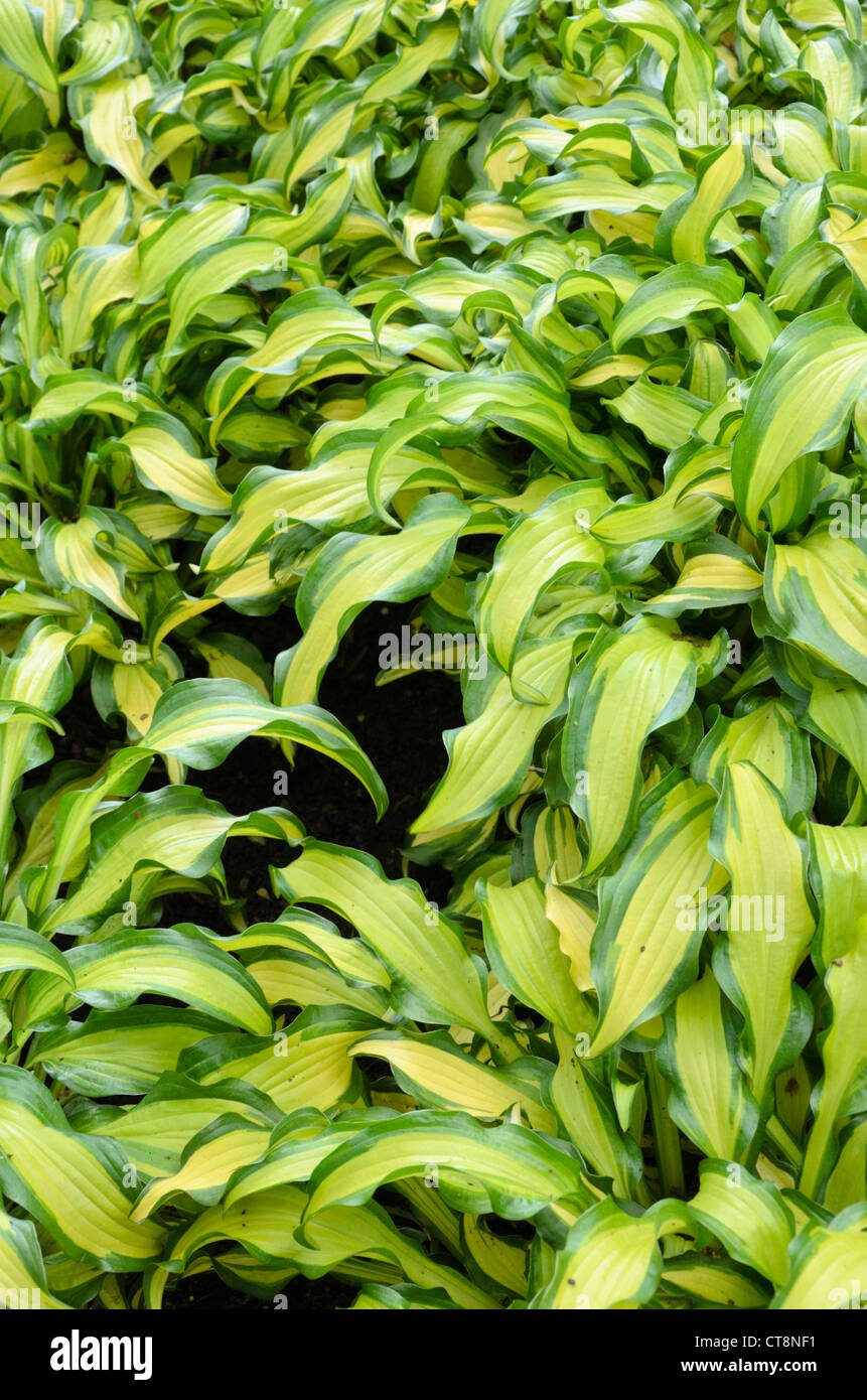 Plantain lily (Hosta First Mate) Stock Photo