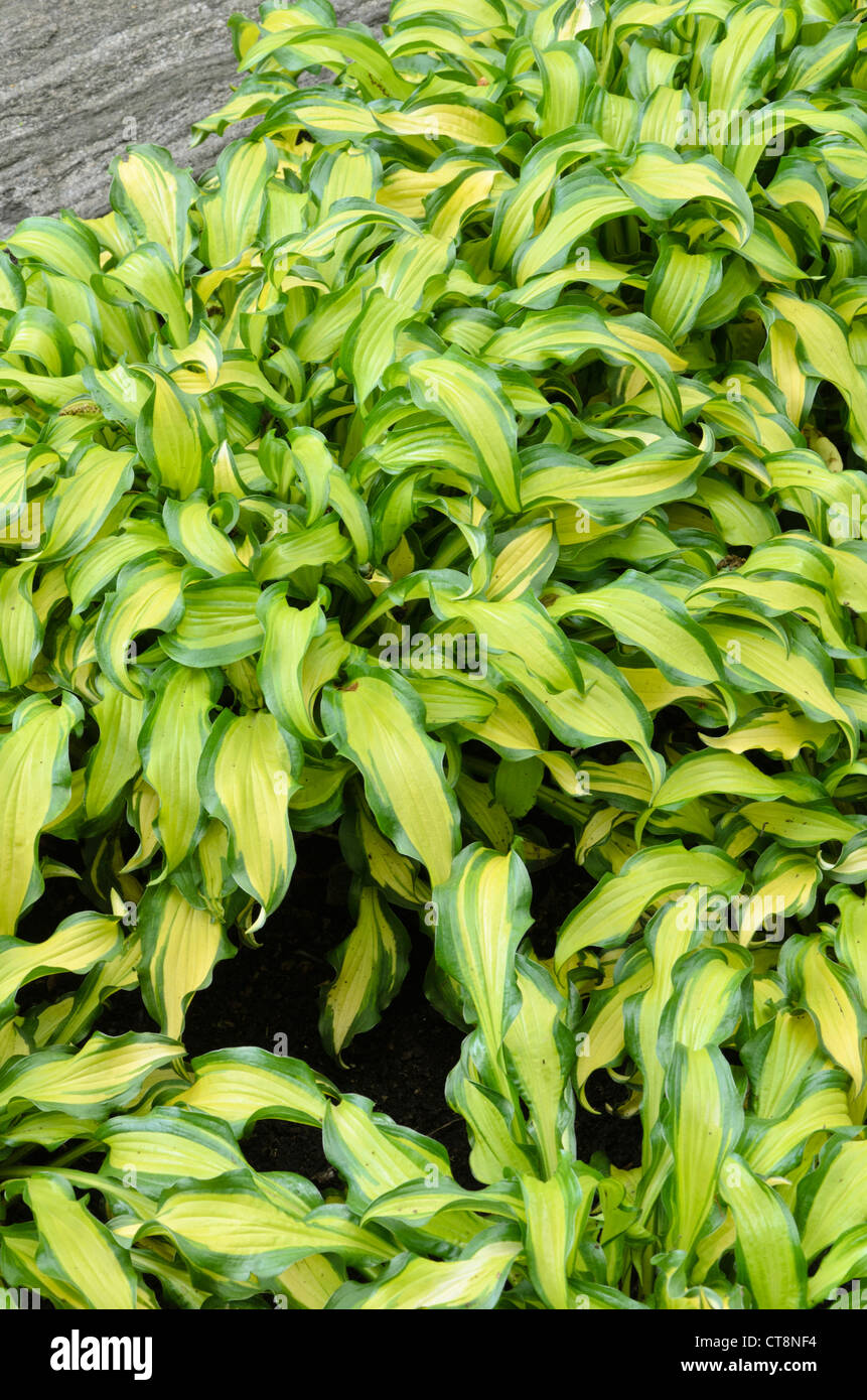 Plantain lily (Hosta First Mate) Stock Photo