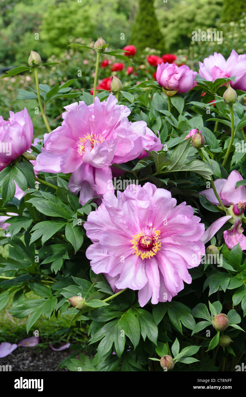 Peony (Paeonia First Arrival) Stock Photo