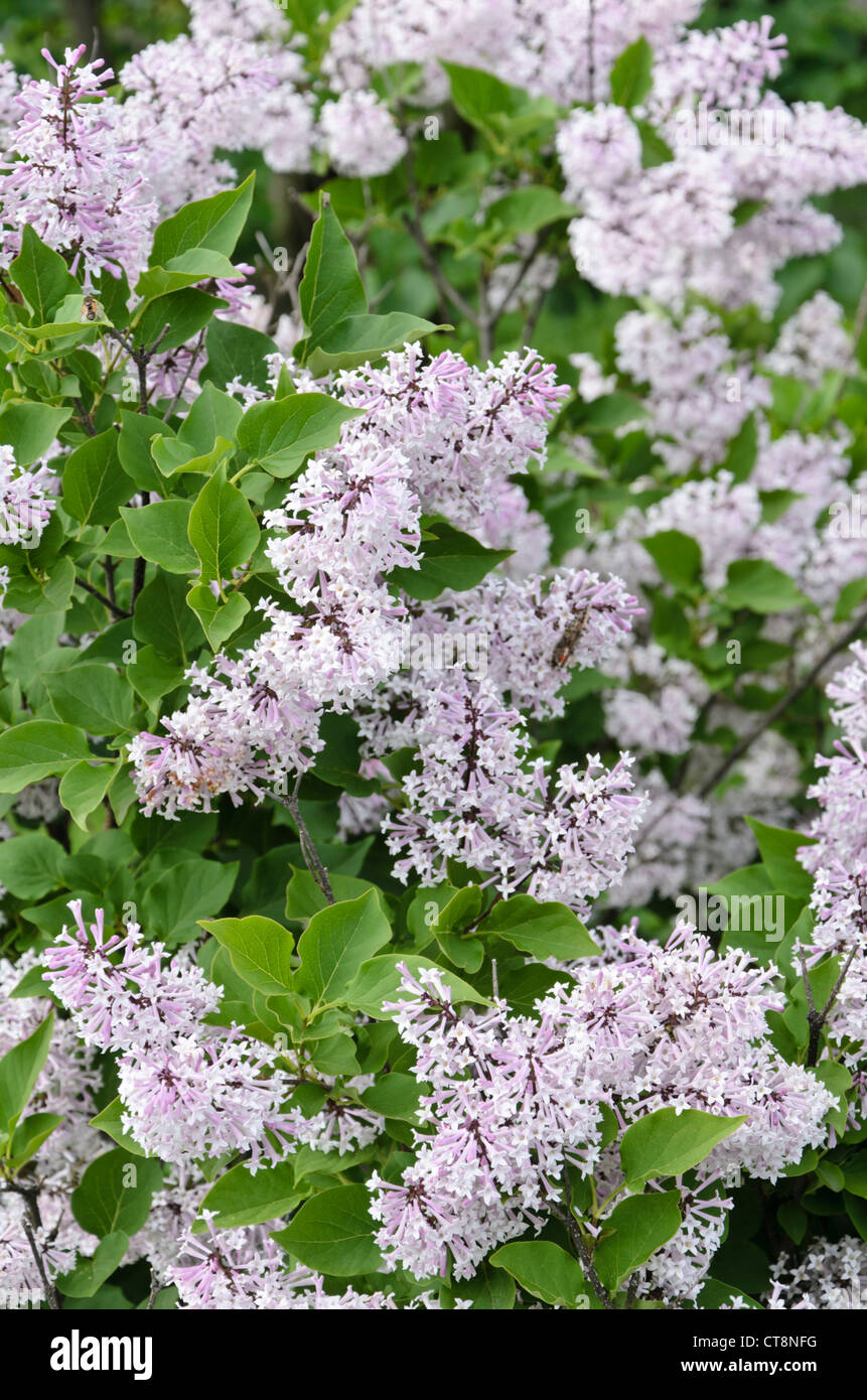 Manchurian lilac (Syringa pubescens subsp. patula 'Miss Kim') Stock Photo