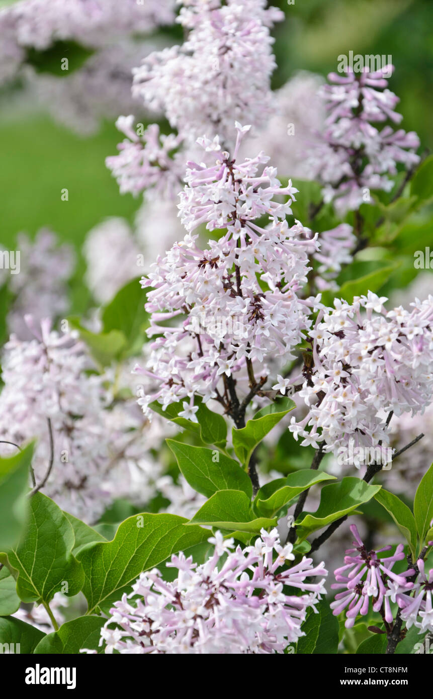 Manchurian lilac (Syringa pubescens subsp. patula 'Miss Kim') Stock Photo