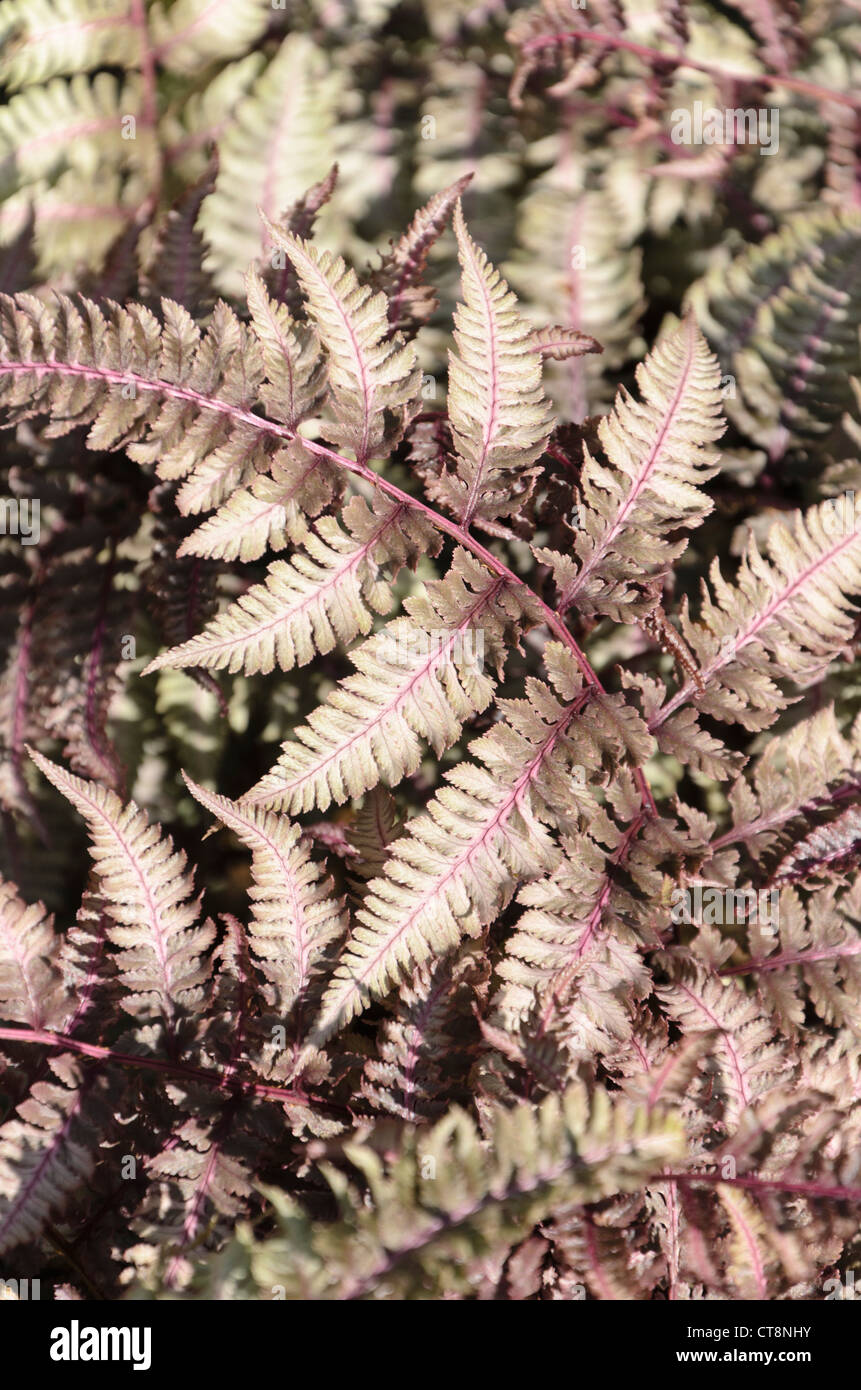 Japanese painted fern (Athyrium niponicum var. pictum 'Ursula's Red') Stock Photo