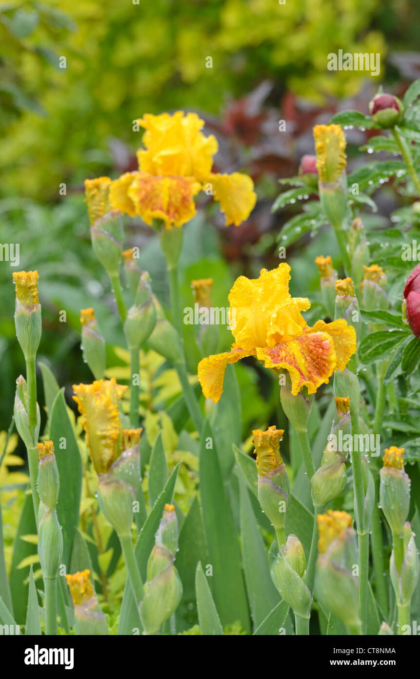 Tall bearded iris (Iris barbata elatior 'Dazzling Gold') Stock Photo