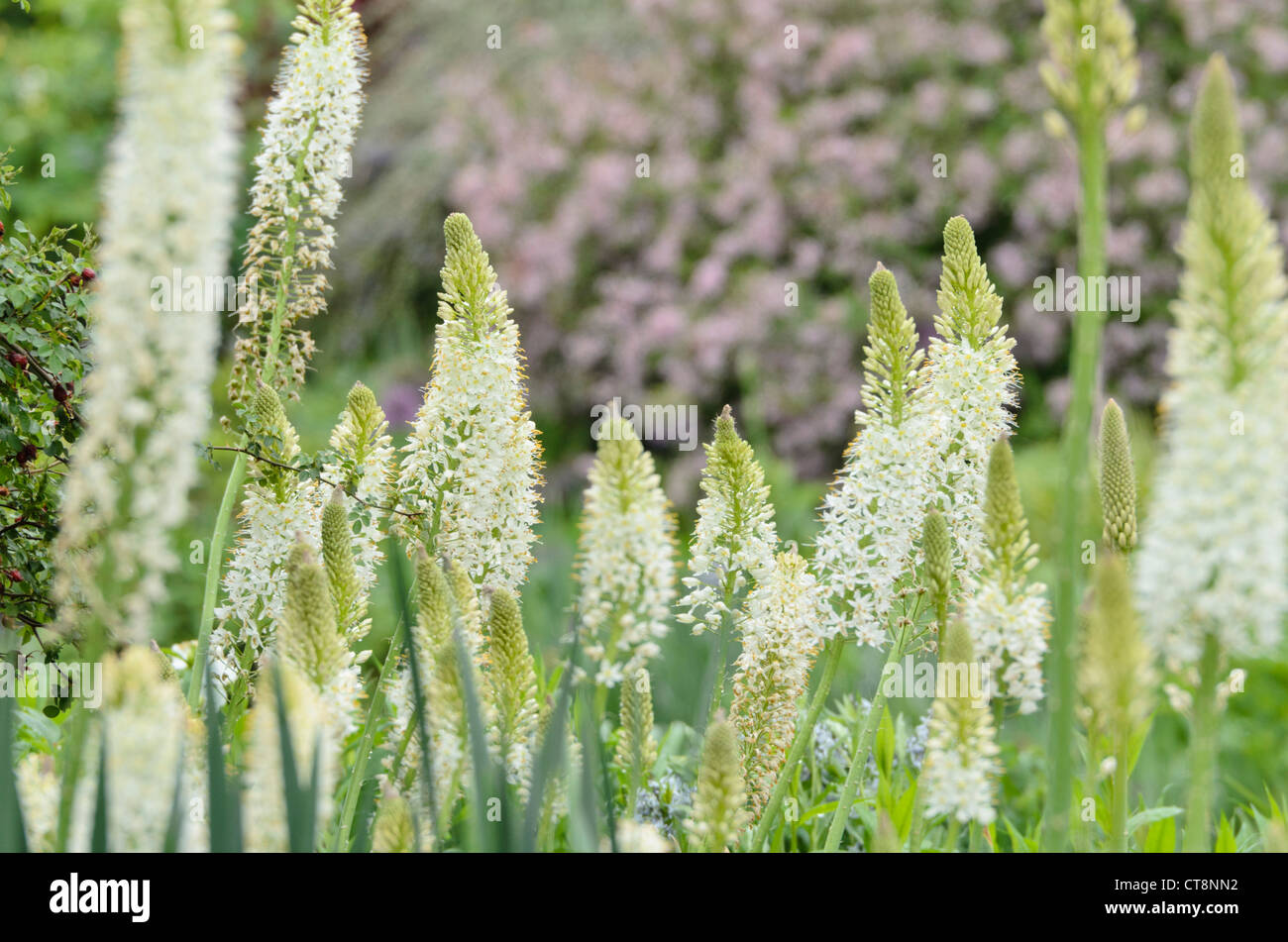 Foxtail lily (Eremurus himalaicus) Stock Photo