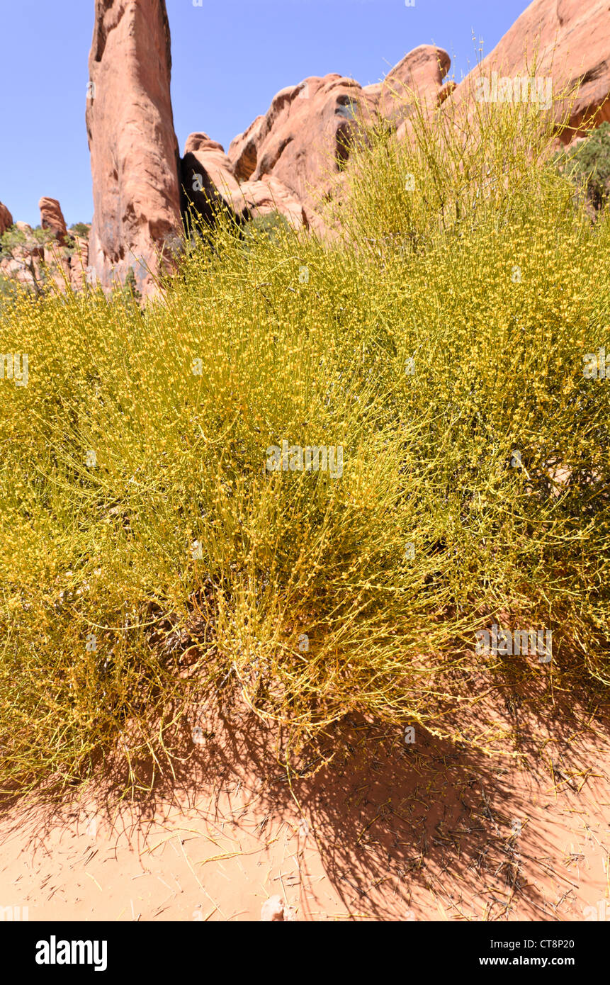 Mormon tea (Ephedra viridis), Arches National Park, Utah, USA Stock Photo