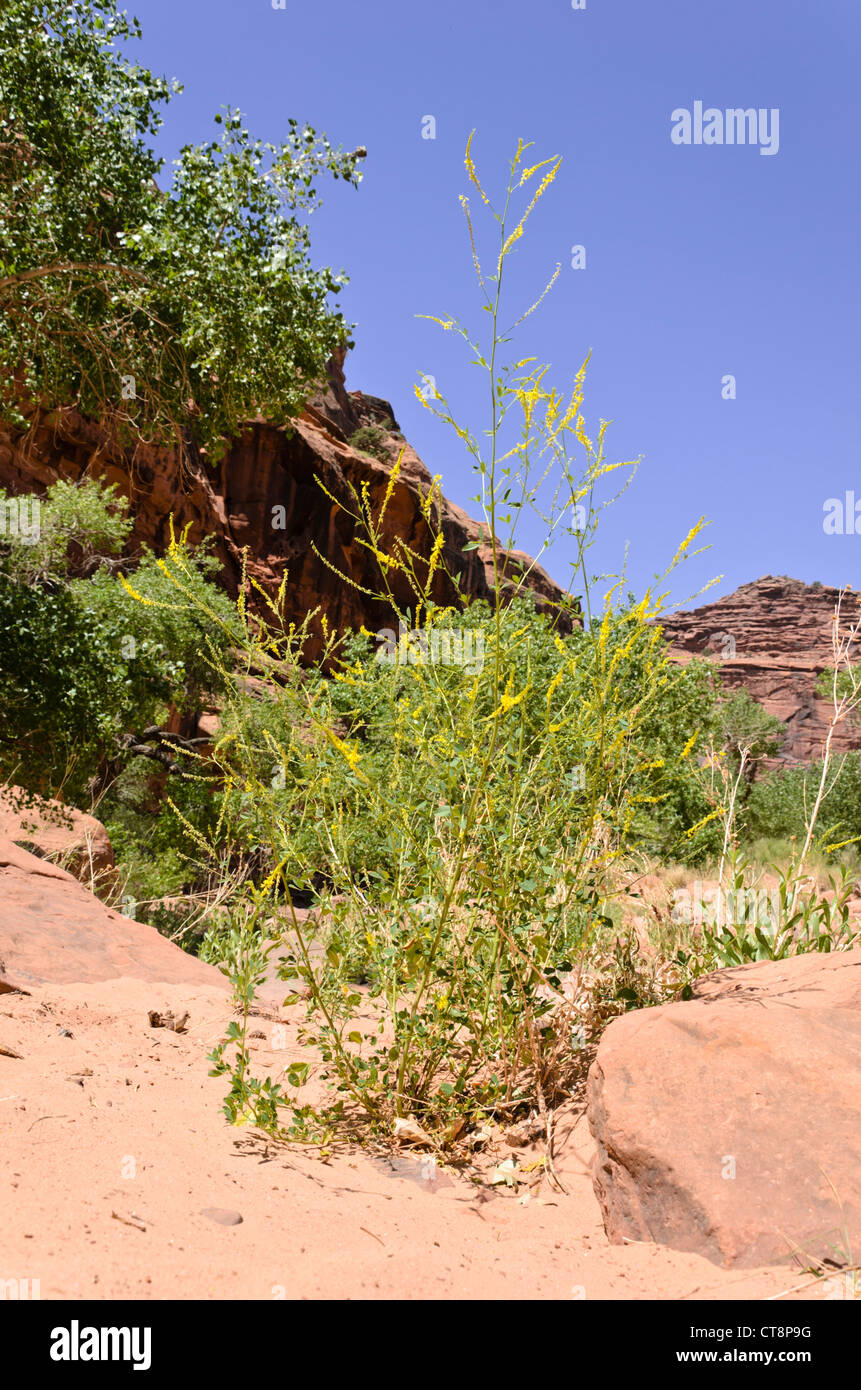 Yellow sweet clover (Melilotus officinalis), Hunters Canyon, Utah, USA Stock Photo