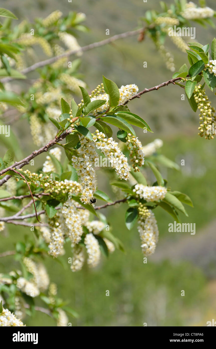 Chokecherry (Prunus virginiana Stock Photo Alamy