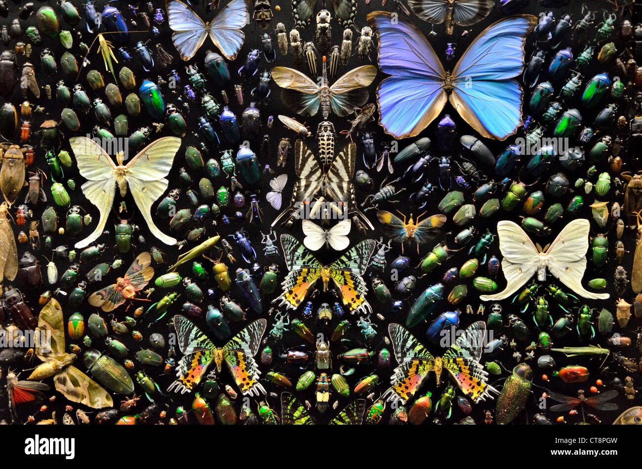 A collection of butterflies and beetles in display. Stock Photo