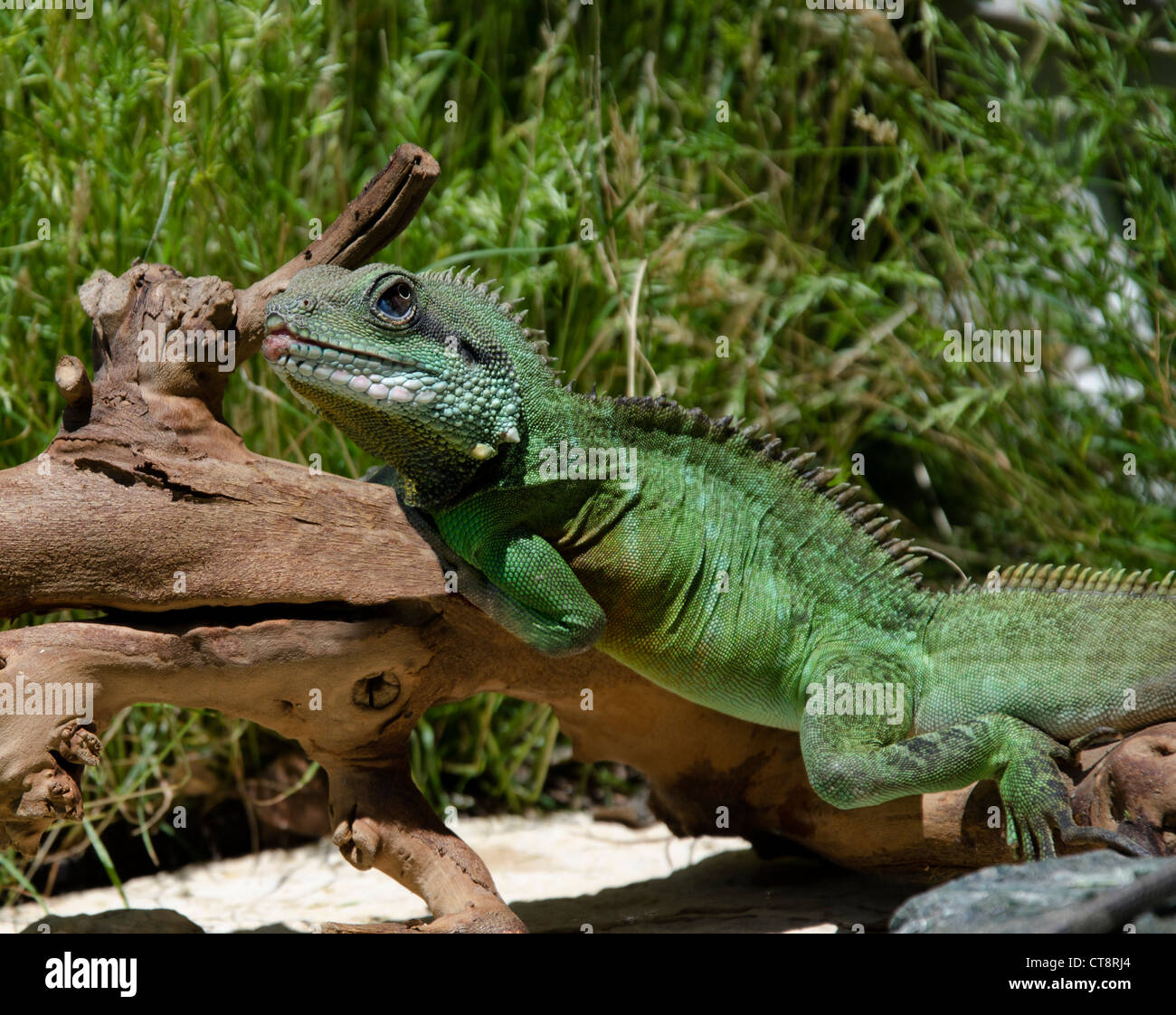 Photo of a live bright green Chinese Water Dragon lizard in a natural setting Stock Photo