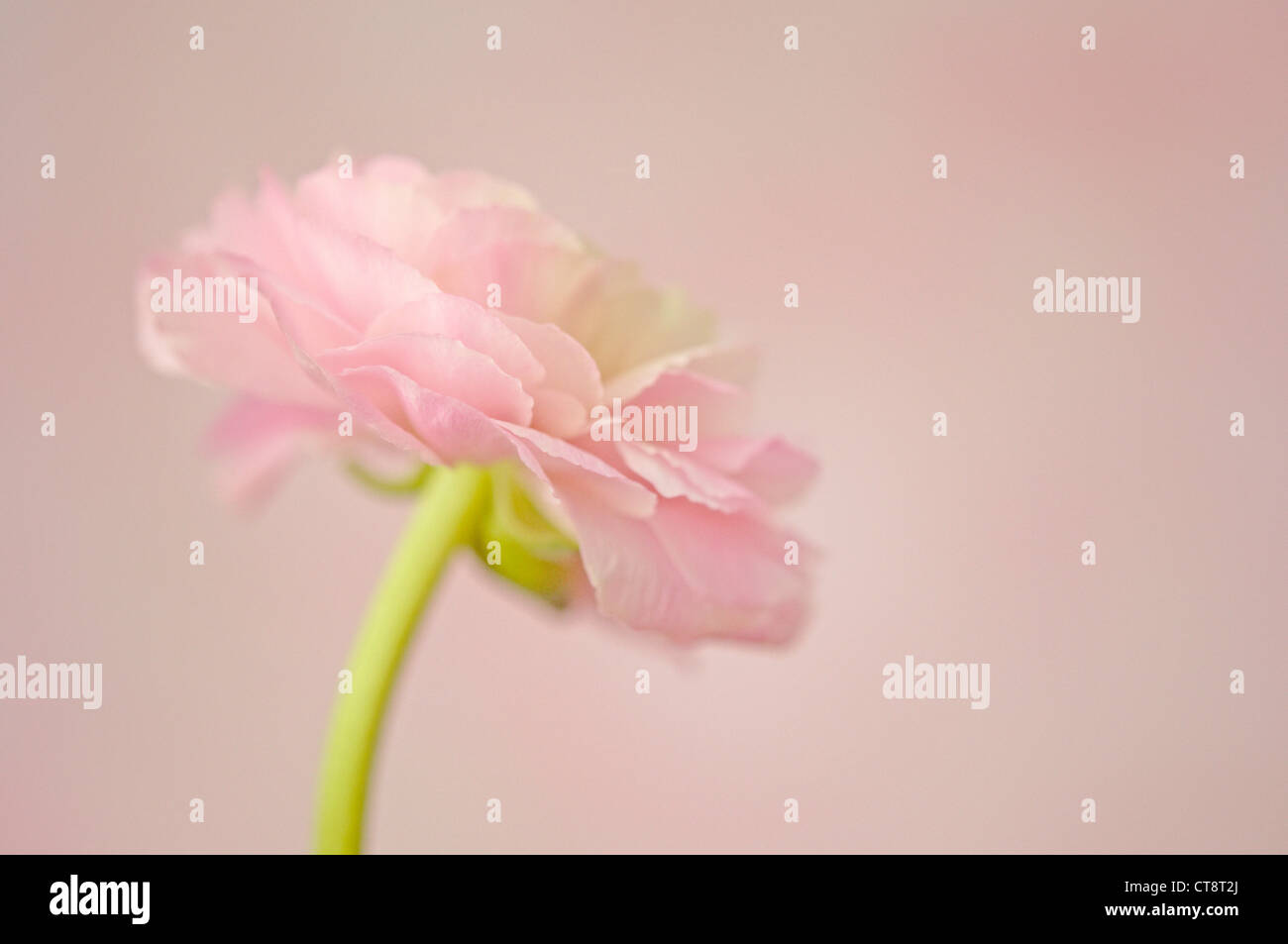 Large ranunculus hi-res stock photography and images - Alamy