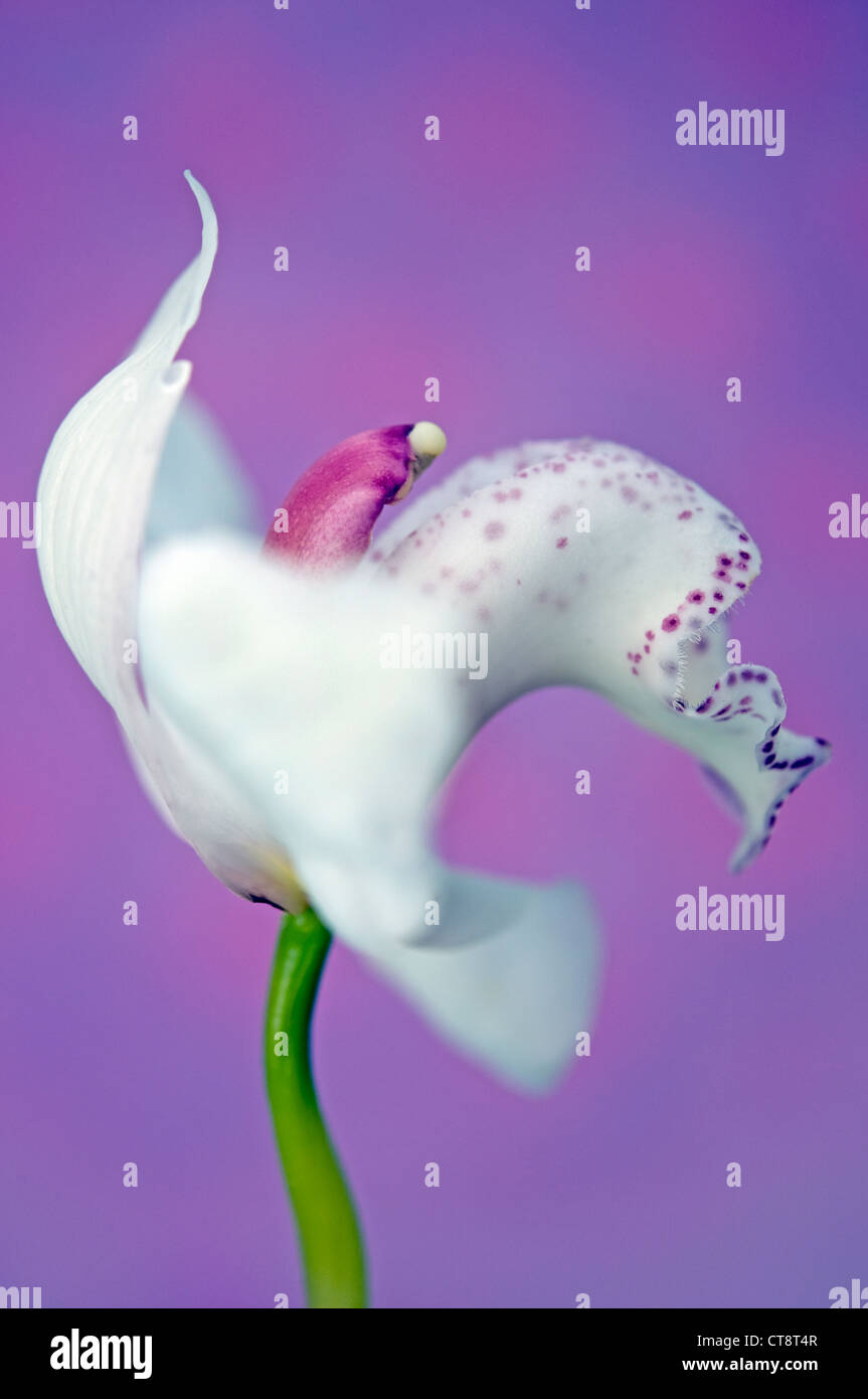 Orchid scale hires stock photography and images Alamy