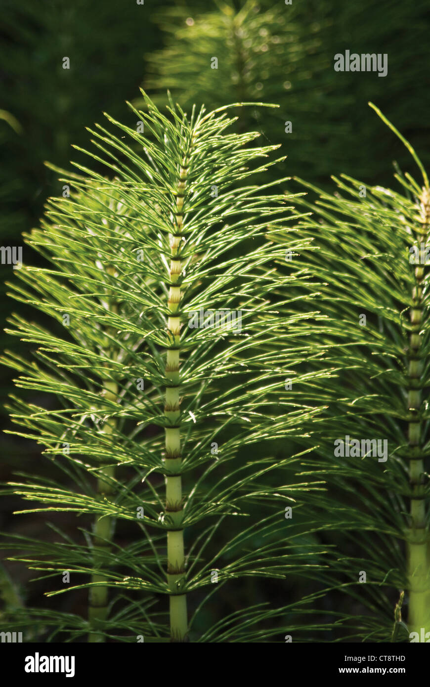 Equisetum arvense, Horsetail, Field horsetail Stock Photo