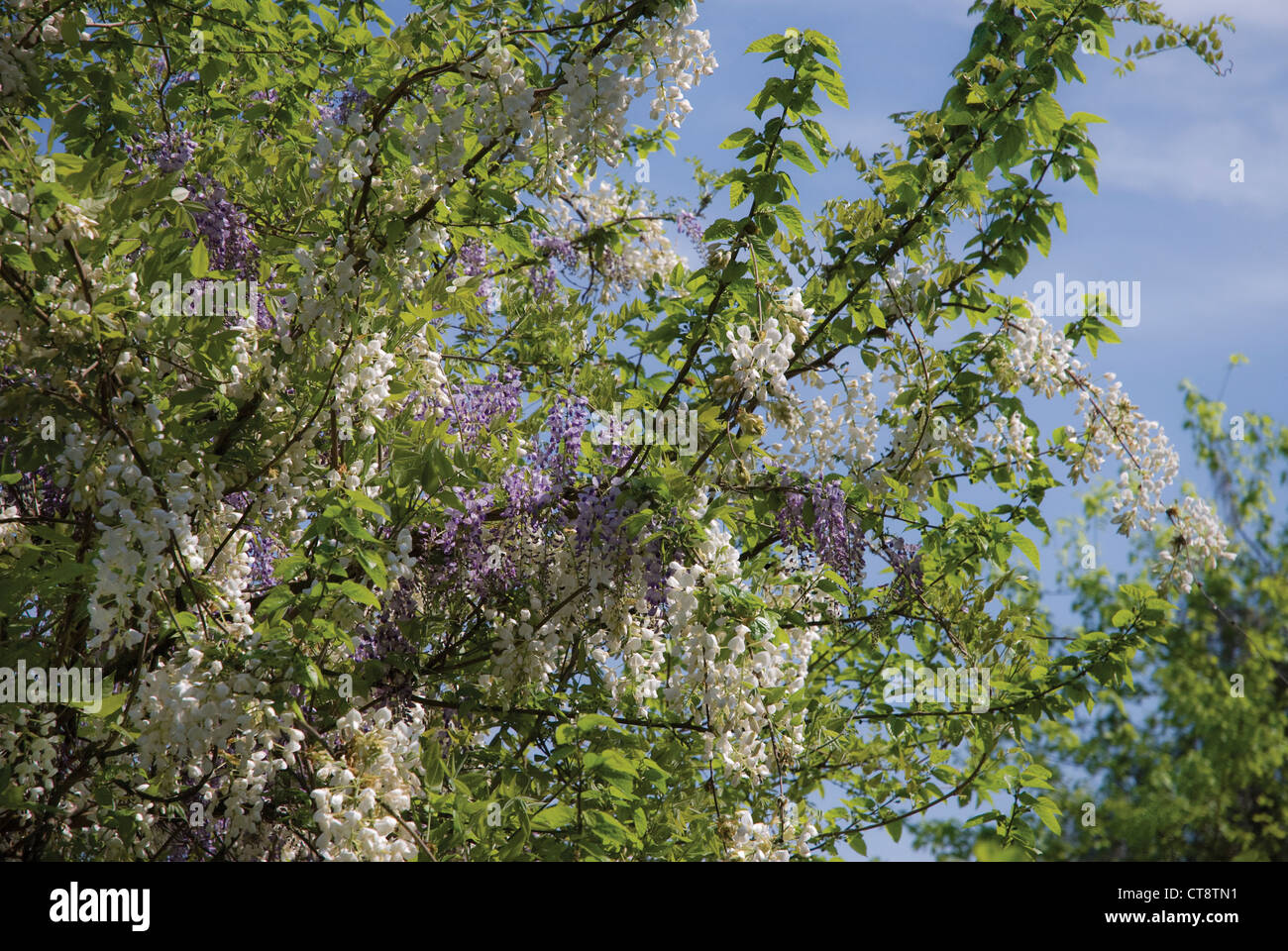 Wisteria venusta, Wisteria, Silky wisteria Stock Photo