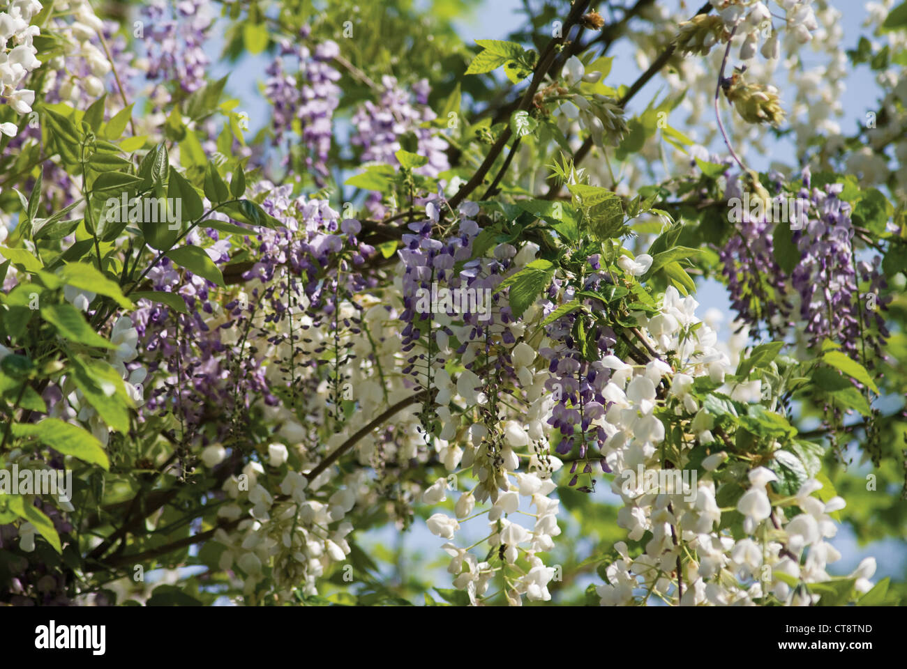 Wisteria venusta, Wisteria, Silky wisteria Stock Photo